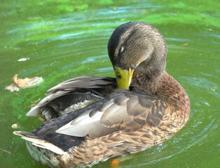 bird, ente, wasser, tier, natur, stockente, wild lebende tiere, wild, teich