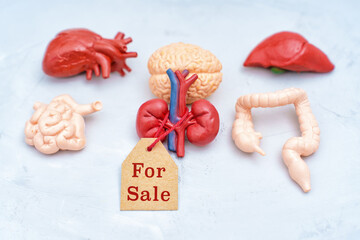 Human Organ Models with For Sale Tag on Light Background