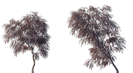 Agonis flexuosa burgundy (Burgundy Willow Myrtle, Weeping Peppermint Willow) frontal set trees isolated png  on a transparent background perfectly cutout © Viktoria
