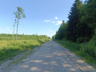 Road in forest in Siauliai county during sunny summer day. Oak and birch tree woodland. Sunny day with white clouds in blue sky. Bushes are growing in woods. Sandy road. Nature. Summer season. Miskas.