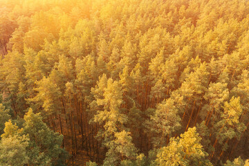 Flight Above Fall Autumn Forest During Beautiful Sunset Evening. Copy Space. Aerial View Of Pine Forest. Elevated View Of Woods Forest Landscape During Sunset In Autumn Evening