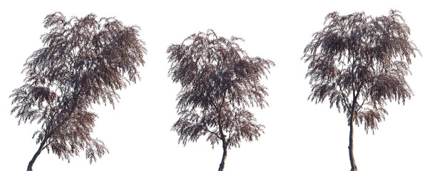 Agonis flexuosa burgundy (Burgundy Willow Myrtle, Weeping Peppermint Willow) frontal set trees isolated png  on a transparent background perfectly cutout © Viktoria