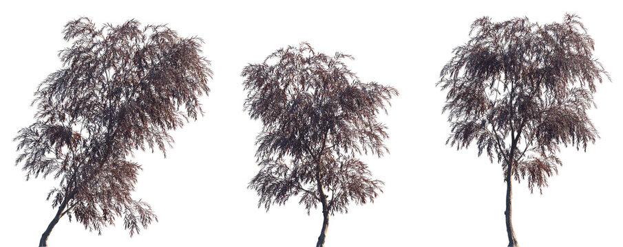 Agonis flexuosa burgundy (Burgundy Willow Myrtle, Weeping Peppermint Willow) frontal set trees isolated png  on a transparent background perfectly cutout