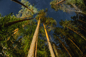 Sky Stars Above Crowns Of Pines Trees Woods. Night Natural Starry Sky Above Woods. Night Landscape...