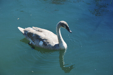A white swan glides across a pond against the background of blue water. A beautiful white bird.