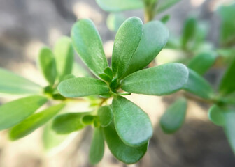 Purslane (Portulaca oleracea) close up
