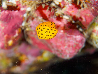 可愛いハコフグ（ハコフグ科）の幼魚。
英名、学名：Boxfish (Ostracion...