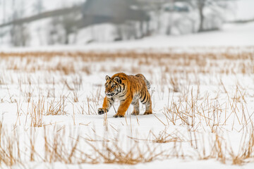 Siberian Tiger running in snow. Beautiful, dynamic and powerful photo of this majestic animal. Set in environment typical for this amazing animal. Birches and meadows