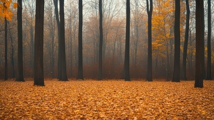 Obraz premium A serene forest scene featuring tall trees surrounded by orange autumn leaves under a misty atmosphere.