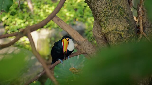 The Toco Toucan In Natural Habitat 