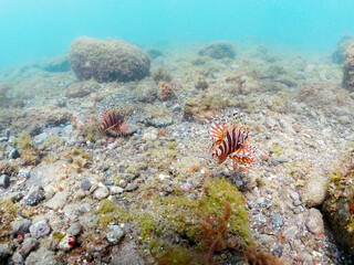 広げた羽根が美しいキリンミノ（フサカサゴ科）の幼魚のペア。
英名、学名：Zebra turkeyfish (Dendrochirus zebra) 

静岡県伊豆半島賀茂郡南伊豆町中木ヒリゾ浜-2024年
