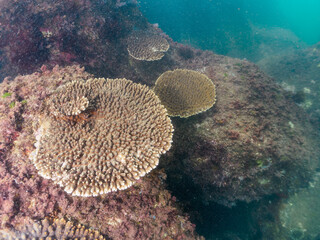 中木港内にも増えてきた
美しい巨大なエンタクミドリイシ（ミドリイシ科）の群生。
英名、学名：Table coral, Leptastrea purpurea
静岡県伊豆半島賀茂郡南伊豆町中木ヒリゾ浜-2024年
