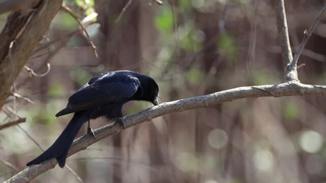 Forktailed drongo feeding on a honey bee.