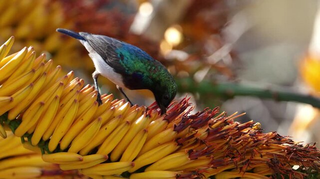 White-bellied sunbird feeding on nectar from an aloe flower