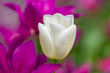Spring blossom flowers. Tulips field in spring time. Close up tulip flowers background. Colorful tulip flowering in the garden at sunny summer or spring day. Selective soft focus.