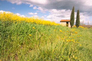 Obraz premium campo con fiori gialli con casolare toscana