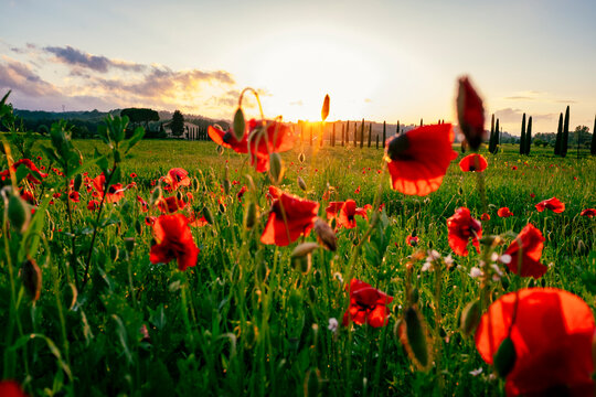il sole tramonta in un campo di papaveri