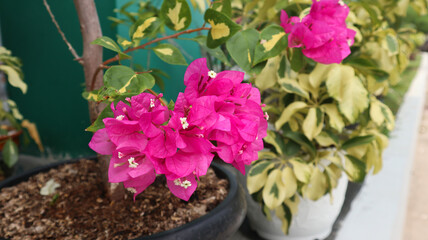 Blooming pink bougenville flower in a black plastic pot on a terrace in the morning, selective focus