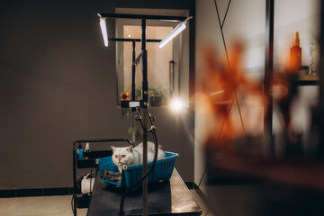 Groomer cutting cat's hair in salon