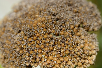 Yarrow seeds 