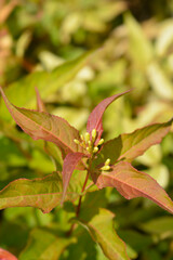 Obraz premium Bush Honeysuckle Kodiak Orange flower buds