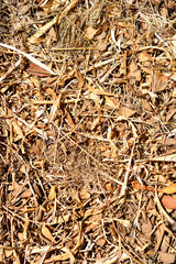 Dry grass and leaves on the ground