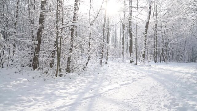 Winter season snowy city park covered with fresh snow during a sunny day morning. No people quate scene 4k video.