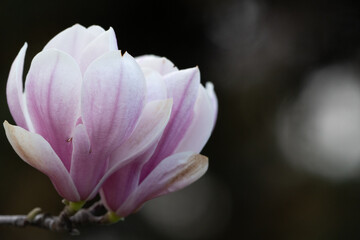 Magnolia Sulanjana flowers with petals in the spring season. beautiful pink magnolia flowers in spring, selective focusing.