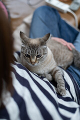 可愛い猫を撫でる人　シャムトラ猫