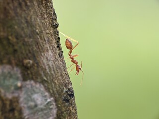 Weaver ants or Oecophylla are on a tree trunk with a blurred background