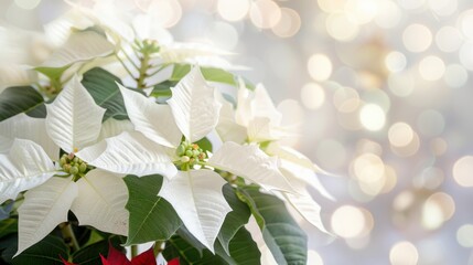 Soft white poinsettias stand out against a shimmering, blurred bokeh backdrop during the festive season