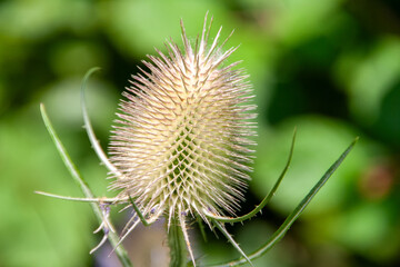 Wilde Karde auf einer Wiese nahe dem Wald