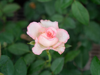 Fragrant baby pink roses in rose garden. red roses bloom part eleven