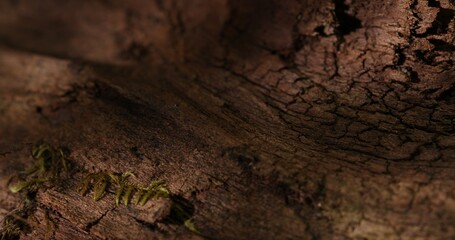 Textured Wood Surface with Natural Elements. Close-up, shallow dof.