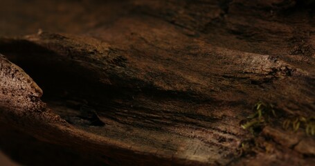 Natural Aged Wood Texture. Close-up, shallow dof.