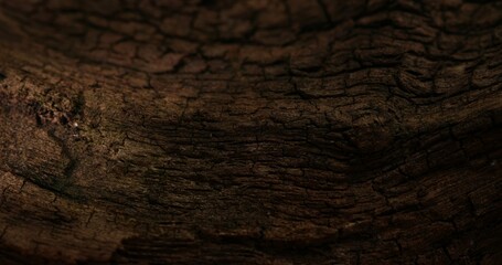 Textured Wood Surface with Natural Patterns. Close-up, shallow dof.