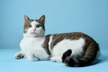 An alert white and tabby cat reclines on a blue backdrop, its gaze fixed to the side. Its distinctive markings and curious expression are captured in a relaxed yet engaging pose