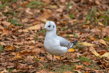 close up of a seagull