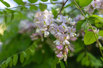 Pink Acacia tree blooming in the spring. Flowers branch with a green background. Pink acacia flowering, sunny day.