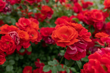 Fototapeta premium Blooming red roses on the bush as a floral background
