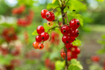 Branch of ripe red currant in a garden