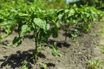 hungarian pepper plant in the garden