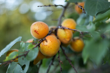 A bunch of ripe apricots on a branch