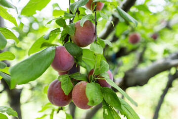 selective focus. Ripe blue purple plums in the plum garden. Agriculture Haversting background.