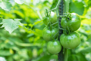 A green tomato on a bush with a small green beetle. A green tomato ripens on a green bite.