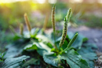 Broadleaf plantain Plantago major as weed on stony ground