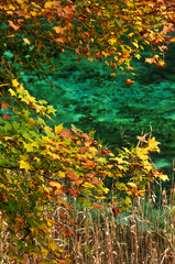 autumn leaves in the forest
