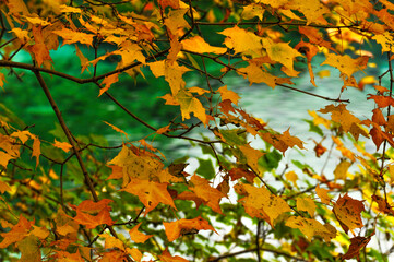 autumn leaves in the forest
