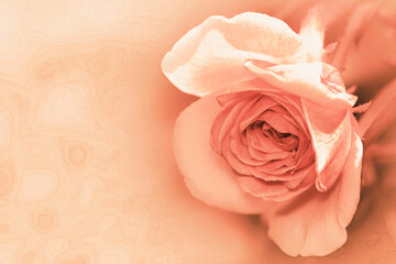 クラシックなピーチピンク色調のおしゃれなバラの花アート（レトロ絵画風レタッチ＆色彩加工素材）