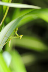翅の生えていない幼いカマキリの子供がススキの葉の上で狩りの練習（自然光＆ストロボ・マクロレンズ接写）